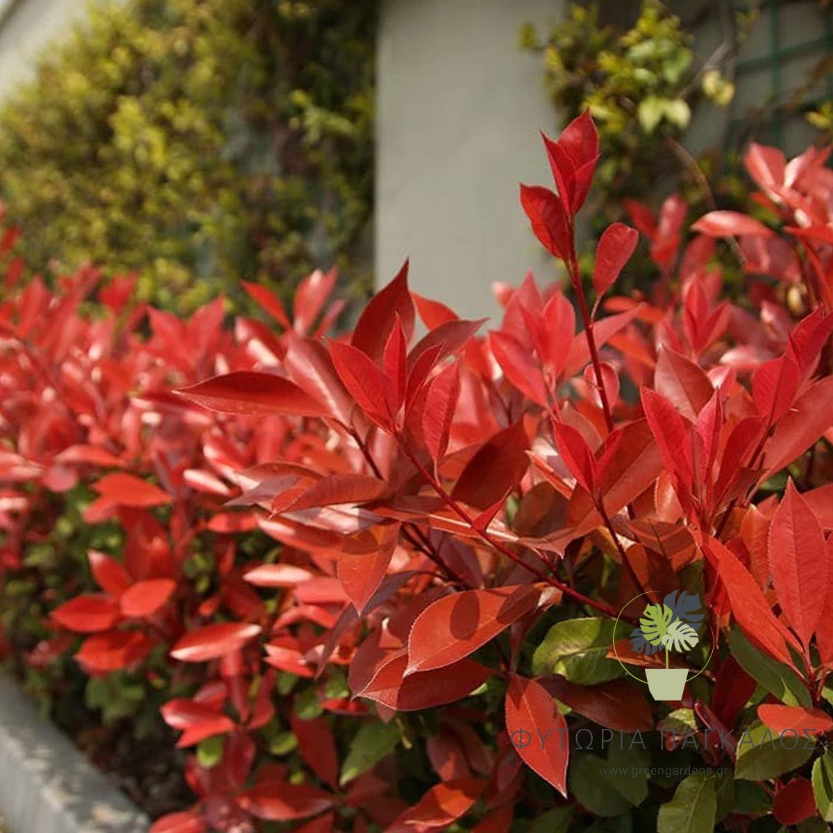 Φωτίνια (Photinia fraseri) – Φυτό Φράχτη με Κόκκινα Φύλλα - 2